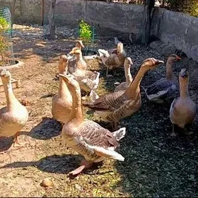 Gus Horaz çalyşjak