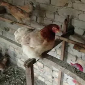 hemsi satylady karlik