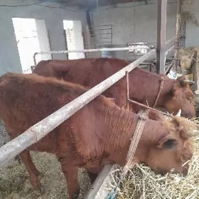 Сыгыр ве Унажын