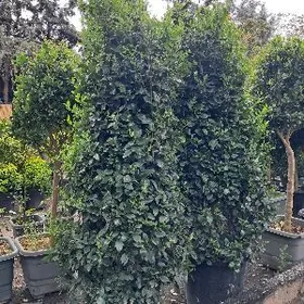 Burçina Бурчина