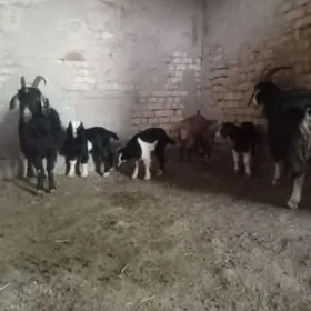 Ekiz owlakly geciler