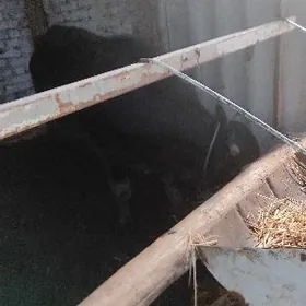 iki öküz iki unajyn