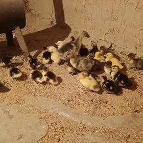 Gus bn indautga juje