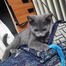 шотландский весла уха