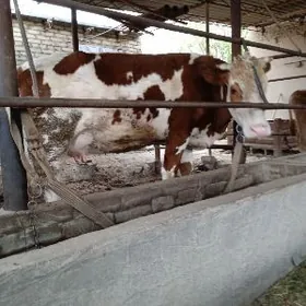 Smental goleli sygyr