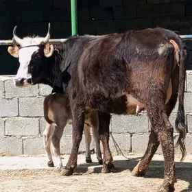 GİBRİT GÖLELİ SYGYR