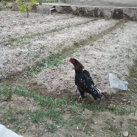 байцы хораз