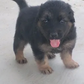 авчарка  немисги  еркек