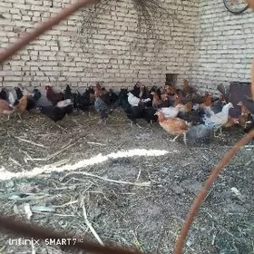 Towuklar gowy gelip görüp bile