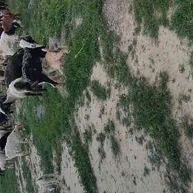 guzly goÿun owlakly geçiler