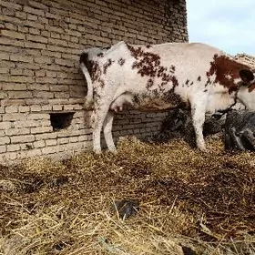 arassa smental bogaz