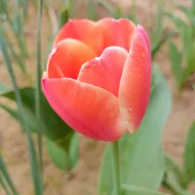 Тюльпаны луковицы