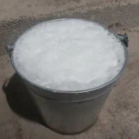 TOHUM SYGYR WE OKUZÇE