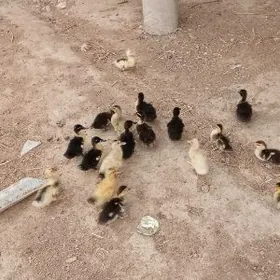 ördek Juje . towuk juje