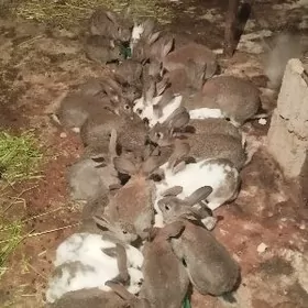 Towşan oňuşyk bar