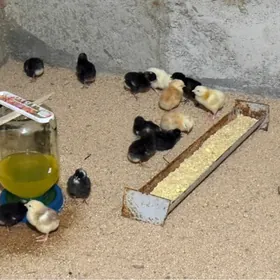 ataks dominat jüýje