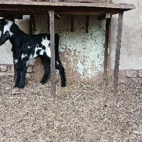 ПАКИСТАН ОВЛАК