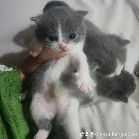 Шотландские котята