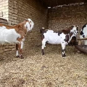 ПАКИСТАН ТЕКЕ