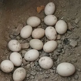 INDAVUYINDAVUTGA YURTGA