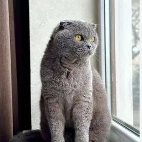 Вислоухий котик