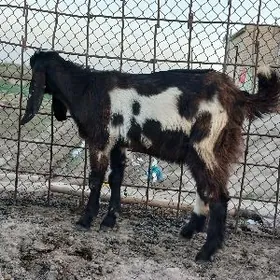 Пакистан гечи.