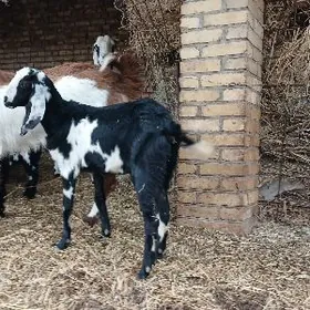 Пакистан чебиш гечи