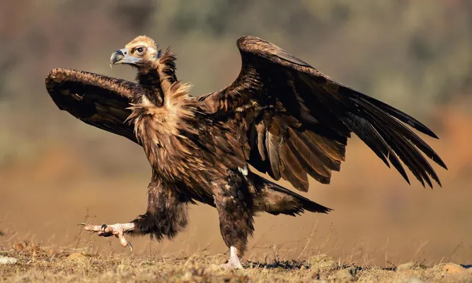 Энтузиаст нашел в горах Кыргызстана гнездо редкого черного грифа