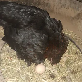 Kùrùk balgar towuk