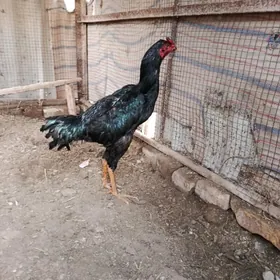 байсы хораз