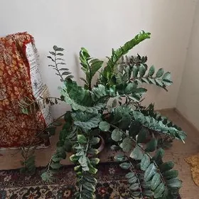 Замиокулькас замиелистный