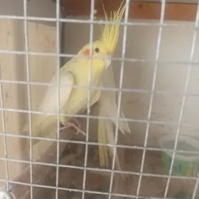 Gus popugay. karella