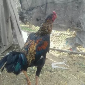 Байес  хораз