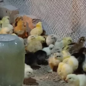 болгар жуже