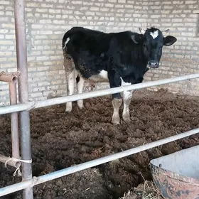 ÇORNY PIÝOSDYR OKUZ