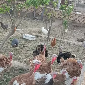 indyuk towuk kakilik