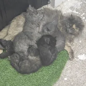 в добрые руки ищем хозяев для