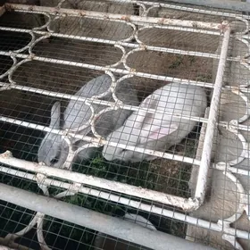 кролики (товшан)