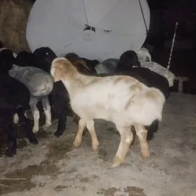 Arginal.gissar guzylar