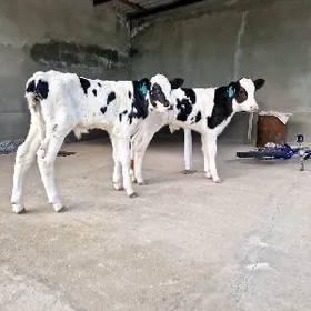 Gole Arassa Galasdeyin Ökuz