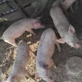 donuz jojuk донуз