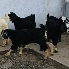 guzy owlak çebiş geci