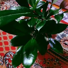 Индийский фикус