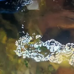 рыбки Теренций