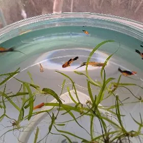 рыбки / balyklar