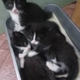 вислоухие котята