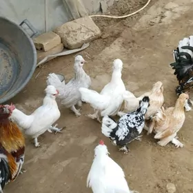 karlık.ýumurtgasy.bar