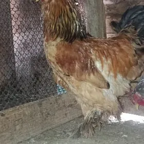 telpekli gigant horaz.