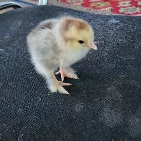 Brama jüje Брама