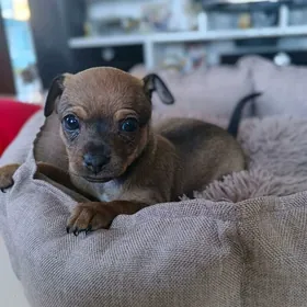 Тойчик девочка